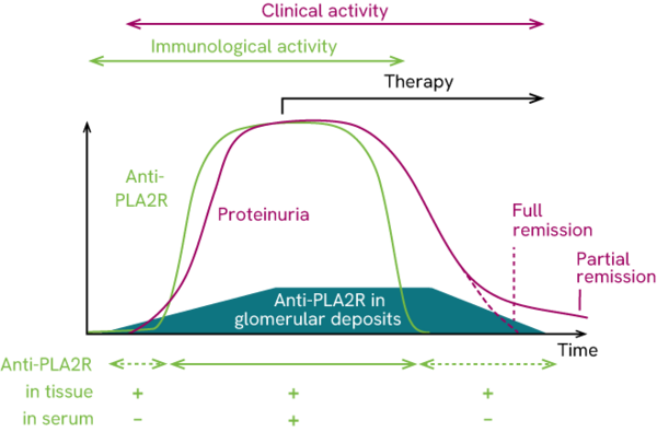Modified illustration from: Francis et al., Am J Kidney Dis 68, 138-47 (2016)