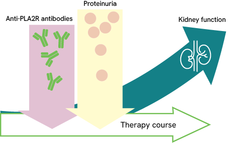 Relationship between anti-PLA2R antibodies, proteinuria, and renal function during the course of therapy